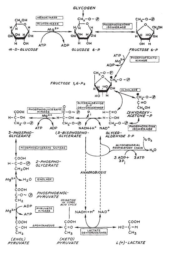 Glycolysis — Catabolism of Glucose to Lactate via Anaerobic Glycolysis