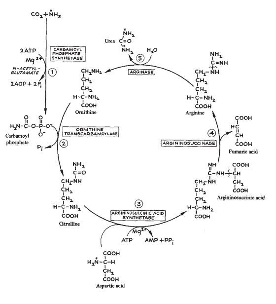 Urea Cycle — Synthesis of Urea from Nitrogen Sources