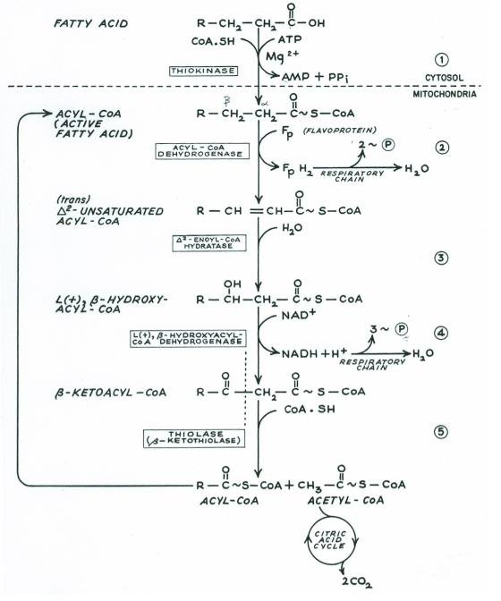 Beta Oxidation of Fatty Acids