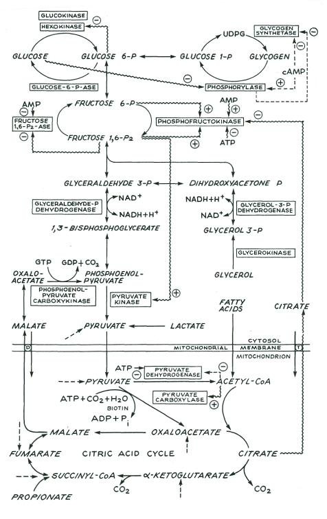 Intermediary Metabolism — Interrelationship of Amino Acids, Triglycerides, and Carbohydrates