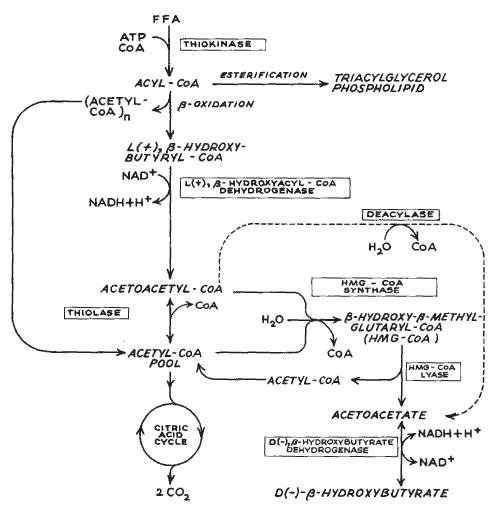 Ketogenesis — Production of Ketone Bodies from Fatty Acids